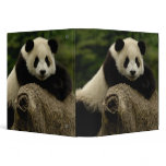 Giant panda baby Ailuropoda melanoleuca) 7 binders