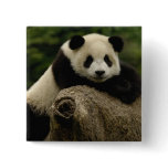 Giant panda baby Ailuropoda melanoleuca) 7 buttons