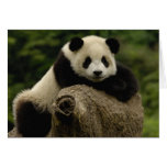 Giant panda baby Ailuropoda melanoleuca) 7 cards