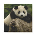 Giant panda baby Ailuropoda melanoleuca) 7 magnets