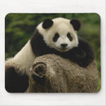 Giant panda baby Ailuropoda melanoleuca) 7 Mousepad
