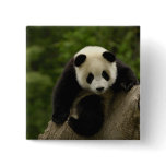 Giant panda baby Ailuropoda melanoleuca) 9 buttons