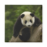 Giant panda baby Ailuropoda melanoleuca) 9 magnets