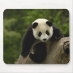 Giant panda baby Ailuropoda melanoleuca) 9 Mouse Pad