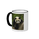 Giant panda baby Ailuropoda melanoleuca) 9 mugs