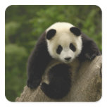 Giant panda baby Ailuropoda melanoleuca) 9 stickers