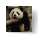 Giant panda baby Ailuropoda melanoleuca) buttons