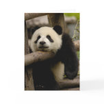 Giant panda baby Ailuropoda melanoleuca) cards