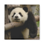Giant panda baby Ailuropoda melanoleuca) magnets