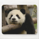 Giant panda baby Ailuropoda melanoleuca) Mousepads