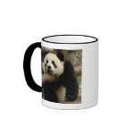 Giant panda baby Ailuropoda melanoleuca) mugs