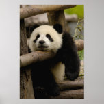 Giant panda baby Ailuropoda melanoleuca) posters
