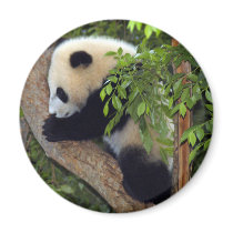 Giant Panda Bear & Baby Panda Magnet
