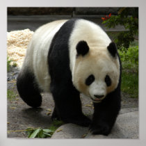 Giant Panda Bear & Baby Panda Poster