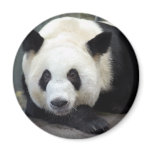 Giant Panda Bear &amp; Baby Pandas Magnet
