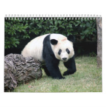 Giant Panda Bear Calendar