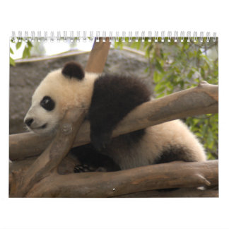 Baby Panda Calendars and Baby Panda Wall Calendar Template Designs