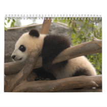 Giant Panda Bear Calendar