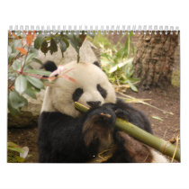 Giant Panda Bear Calendar