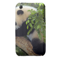 Giant Panda Bear Case-Mate Case Iphone 3 Covers
