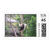 Giant panda bear cub cute cool fun postage