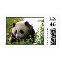 Giant panda bear cub postage
