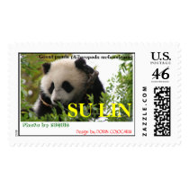 Giant panda bear cute cub SU LIN postage