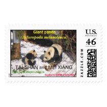 Giant panda bear cute cub Tai Shan, Mei Xiang, zoo postage
