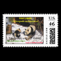 Giant panda bear cute cub Tai Shan, Mei Xiang, zoo postage