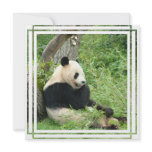Giant Panda Bear Invitation