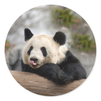 Giant Panda Bear Stickers