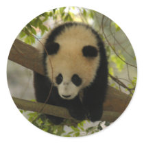 Giant Panda Bear Stickers