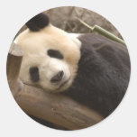 Giant Panda Bear Stickers