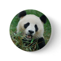Giant Panda Pinback Button