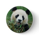 Giant Panda Pinback Button