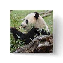 Giant Panda Buttons