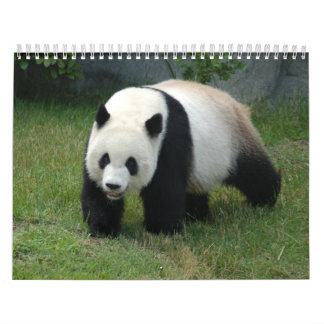 Baby Panda Calendars | Zazzle