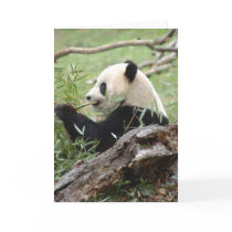 Giant Panda Greeting Card