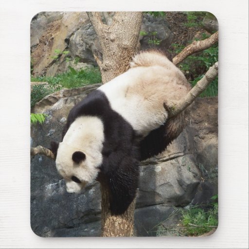Giant Panda Climbing Down Tree Mousepad