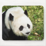Giant Panda Close Up Portrait Mousepad