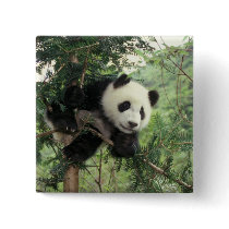 Giant Panda cub climbs a tree, Wolong Valley,