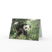 Giant Panda cub climbs a tree, Wolong Valley,
