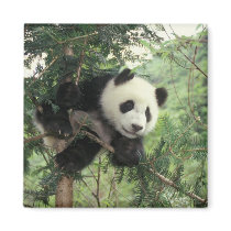 Giant Panda cub climbs a tree, Wolong Valley,