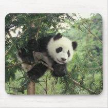 Giant Panda cub climbs a tree, Wolong Valley,