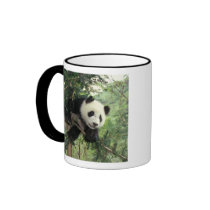 Giant Panda cub climbs a tree, Wolong Valley, Mugs
