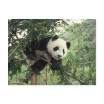 Giant Panda cub climbs a tree, Wolong Valley,