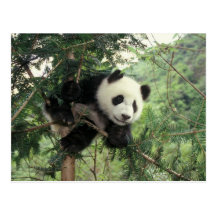 Giant Panda cub climbs a tree, Wolong Valley, Post Card