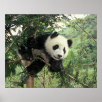 Giant Panda cub climbs a tree, Wolong Valley,
