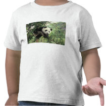 Giant Panda cub climbs a tree, Wolong Valley, Shirts