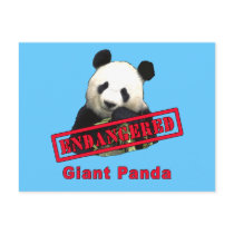 Giant Panda Endangered products postcards